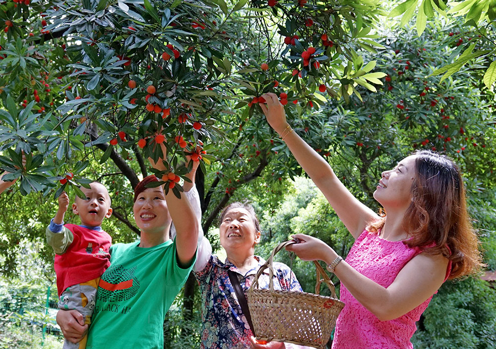 宝岩杨梅节.jpg