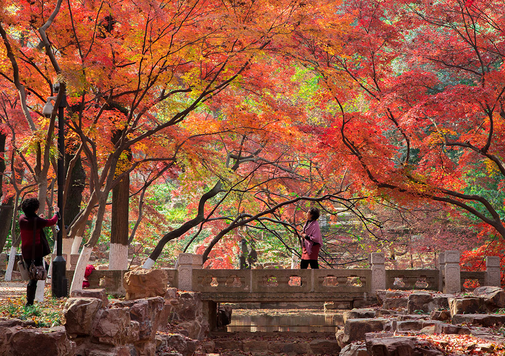 虞山红枫节.jpg